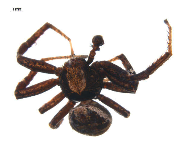 Image of Xysticus emertoni Keyserling 1880