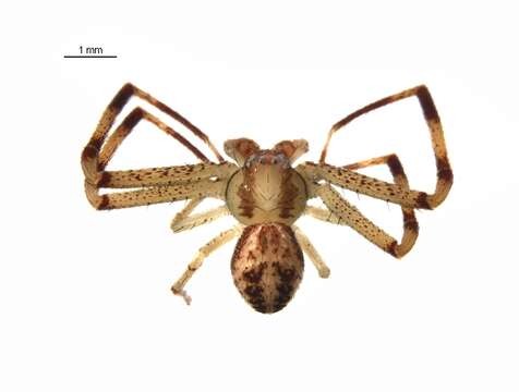 Image of Northern Crab Spider