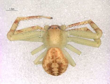 Image of Northern Crab Spider