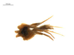 Diplocentria perplexa (Chamberlin & Ivie 1939) resmi