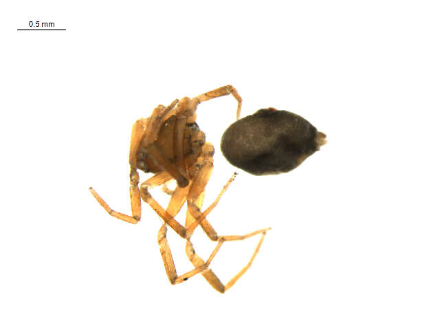 Image of Centromerus longibulbus (Emerton 1882)