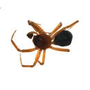 Image de Asiceratinops kolymensis (Eskov 1992)
