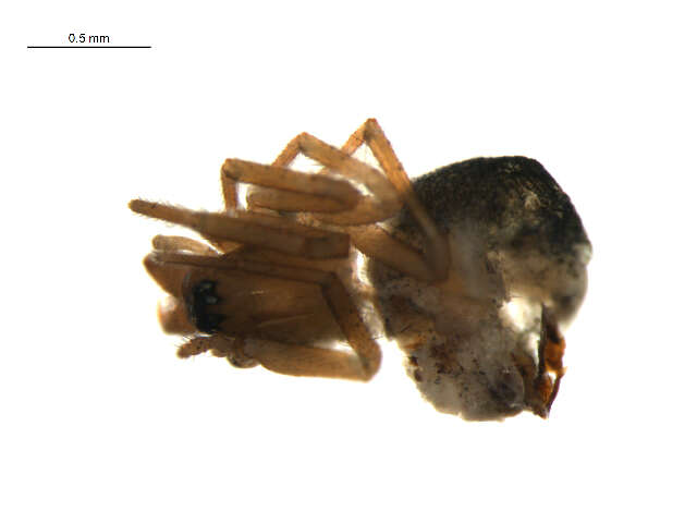 Image of Mecynargus tungusicus (Eskov 1981)
