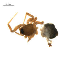 Image of Mecynargus tungusicus (Eskov 1981)