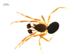 Image of Walckenaeria tricornis (Emerton 1882)