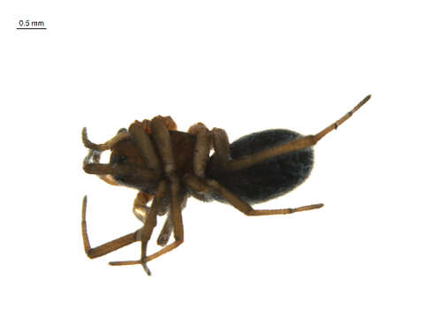 Image of Hilaira proletaria (L. Koch 1879)