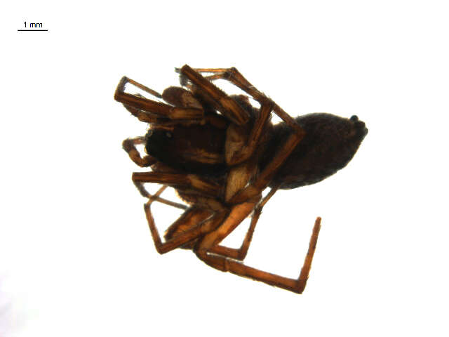 Image of Pardosa labradorensis (Thorell 1875)