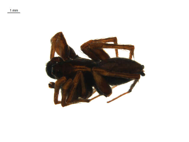Image of Pardosa labradorensis (Thorell 1875)