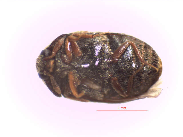Image of Trogoderma