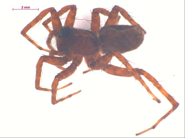 صورة Pardosa dorsuncata Lowrie & Dondale 1981