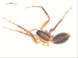 صورة Pardosa distincta (Blackwall 1846)