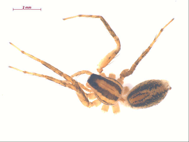 صورة Pardosa distincta (Blackwall 1846)