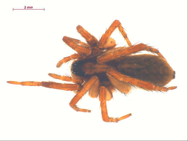 Image of Pardosa metlakatla Emerton 1917