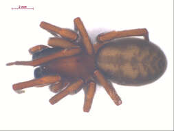 Image of Callobius enus (Chamberlin & Ivie 1947)