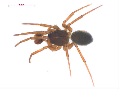 Oedothorax alascensis (Banks 1900) resmi