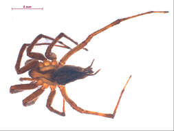 Image of Agelenopsis actuosa (Gertsch & Ivie 1936)