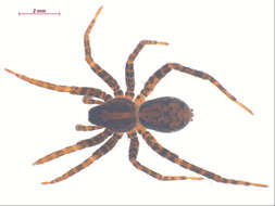 Image of Pardosa dorsalis Banks 1894