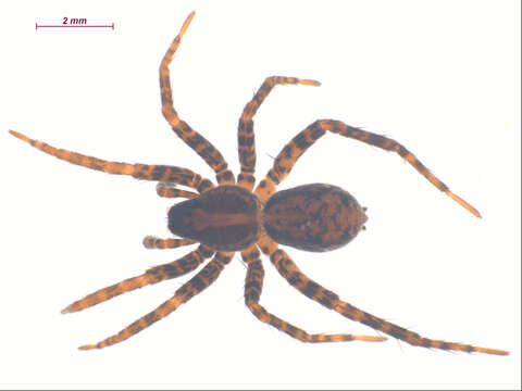 Image of Pardosa dorsalis Banks 1894