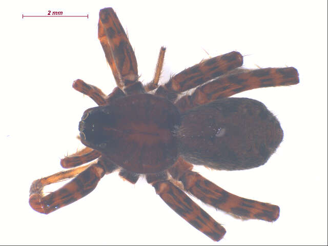 Image of Pardosa mackenziana (Keyserling 1877)