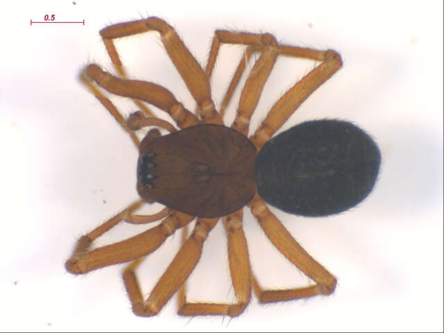Image of Aphileta microtarsa (Emerton 1882)