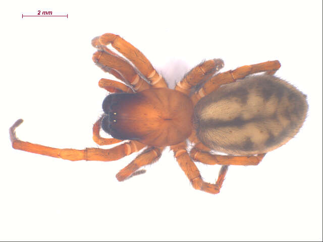 Image of Callobius nomeus (Chamberlin 1919)