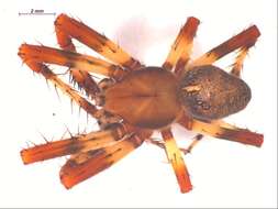 Image of Angulate & Roundshouldered Orbweaver