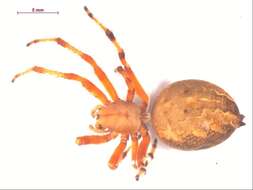 Image of Angulate & Roundshouldered Orbweaver