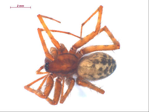 Image of Barn Funnel Weaver