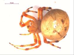 Image of Angulate & Roundshouldered Orbweaver