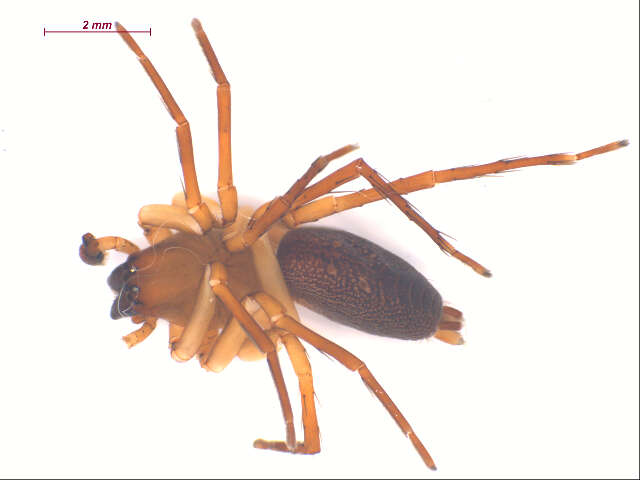 Image of sac spiders