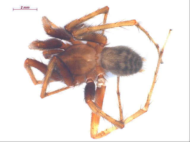 Image of Barn Funnel Weaver