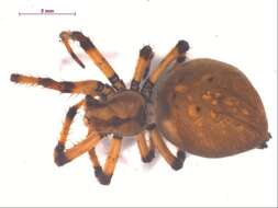 Image of Shamrock Orbweaver