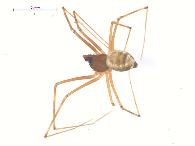 Image de Arcuphantes sylvaticus Chamberlin & Ivie 1943