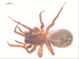 صورة Cybaeus eutypus Chamberlin & Ivie 1932