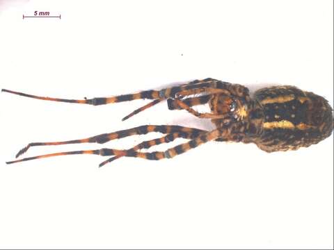 Image of Banded Argiope