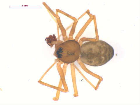 Image of Poeciloneta lyrica (Zorsch 1937)