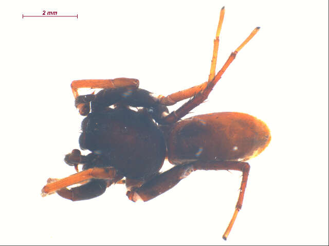 Image of antmimics and ground sac spiders