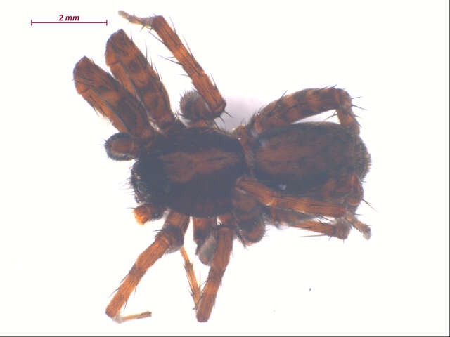 صورة Pardosa dorsuncata Lowrie & Dondale 1981