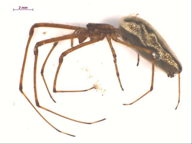 Image of Tetragnatha versicolor Walckenaer 1841