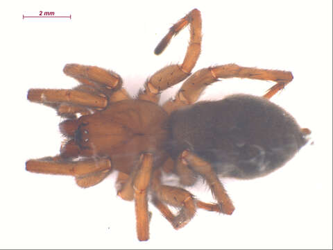 Image of Orodrassus