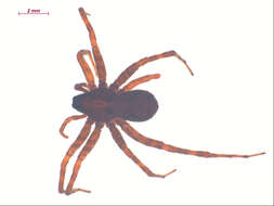 صورة Pardosa dorsuncata Lowrie & Dondale 1981