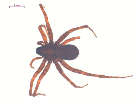 صورة Pardosa dorsuncata Lowrie & Dondale 1981