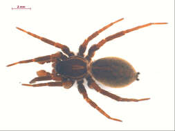 صورة Pardosa fuscula (Thorell 1875)