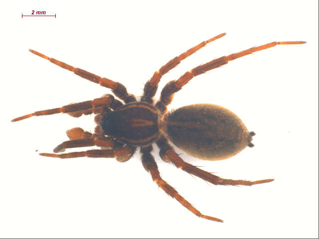 Imagem de Pardosa fuscula (Thorell 1875)