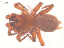 Image of Foldingdoor Spider