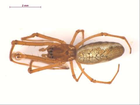 Plancia ëd Tetragnatha laboriosa Hentz 1850