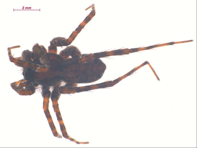 صورة Pardosa dorsuncata Lowrie & Dondale 1981