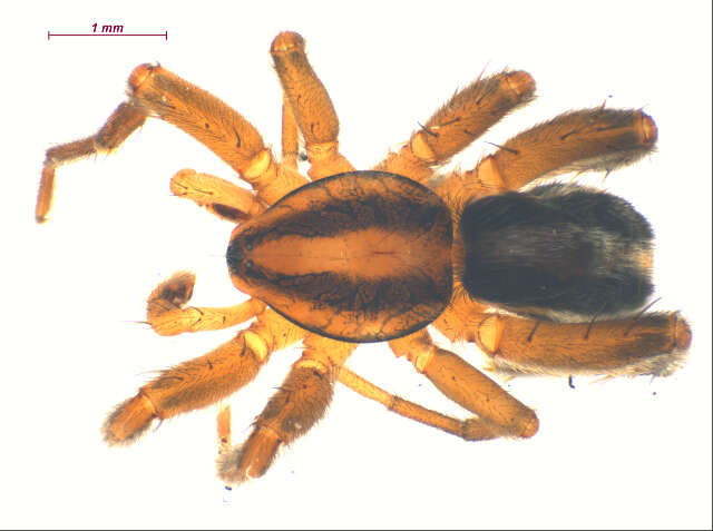 Image of Cesonia bilineata (Hentz 1847)