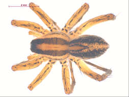 صورة Pardosa distincta (Blackwall 1846)