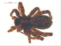 Image of Pardosa mackenziana (Keyserling 1877)